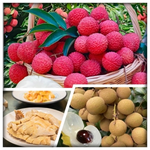 東莞任摘任食荔枝純玩2天