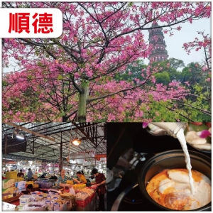 【辦年貨】顺德 新春辦年貨：南海批發農鮮產品批發市場 觀賞秋日限定粉色浪漫.異木棉 純玩2天