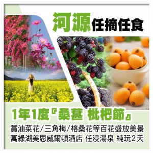 賞花摘果~1年1度『桑葚、枇杷節』任摘任食 河源萬綠湖美思威爾頓酒店 任浸多個中藥湯泉 純玩2天