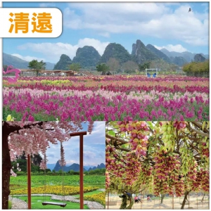 清遠 春日限定 賞七彩花田 清遠市花禾雀花 打卡粵北首條音樂公路 食足6餐 純玩2天