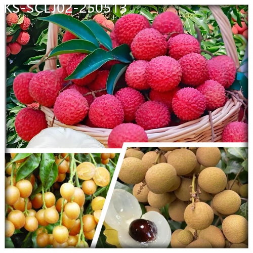 廣東旅遊線路|2025-05-13|中山任摘任食荔枝 風生水起撈雞+招牌陳皮燒鵝大盆魚宴美食2天