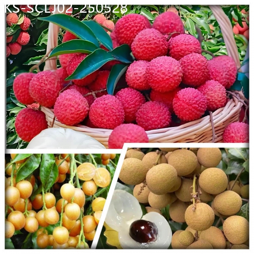 廣東旅遊線路|2025-05-28|中山任摘任食荔枝 風生水起撈雞+招牌陳皮燒鵝大盆魚宴美食2天