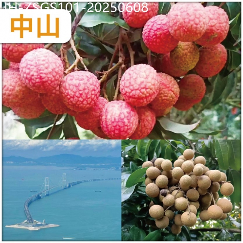 廣東旅遊線路|2025-06-08|中山（10人成團）《四季果園任摘任食荔枝/龍眼》超值1天