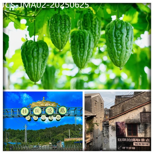 廣東旅遊線路|2025-06-25|江門 迎一年一度杜阮涼瓜節 品爽脆杜阮涼瓜宴 鬧市區內中嘉維也納國際酒店純玩2天