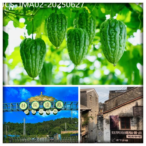 廣東旅遊線路|2025-06-27|江門 迎一年一度杜阮涼瓜節 品爽脆杜阮涼瓜宴 鬧市區內中嘉維也納國際酒店純玩2天