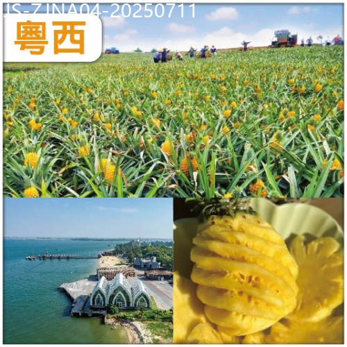 廣東旅遊線路|2025-07-11|玩轉粵西-吃遍粵西 鮮美湛江 中國罕有的壯美景觀 菠蘿的海—徐聞菠蘿節 純玩4天