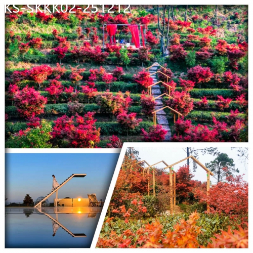 廣東旅遊線路|2025-12-12|秋日楓景 邂逅紅色童話世界 新豐嶺南紅葉世界 賞萬株楓樹 網紅天空之境 純玩2天