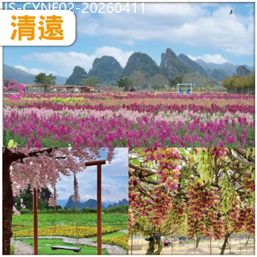 廣東旅遊線路|2026-04-11|清遠 春日限定 賞七彩花田 清遠市花禾雀花 打卡粵北首條音樂公路 食足6餐 純玩2天